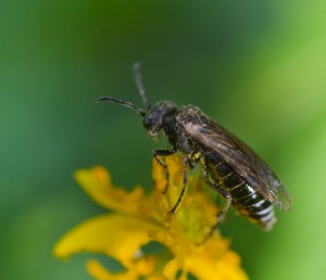 Insecta cu polen                